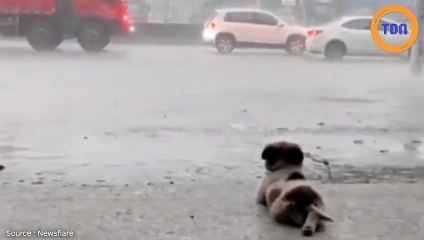 Le plaisir solitaire de ce chien : être allongé et regarder la pluie !