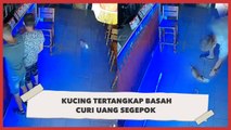 Viral Anak Kucing Tertangkap Basah Curi Segepok Uang