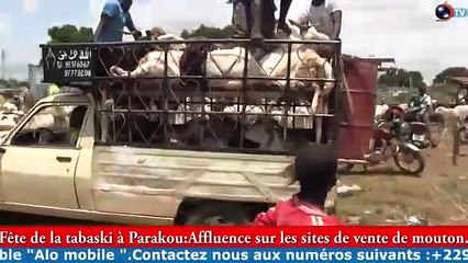 TABASKI 2020 A PARAKOU : Affluence sur les site de vente de moutons