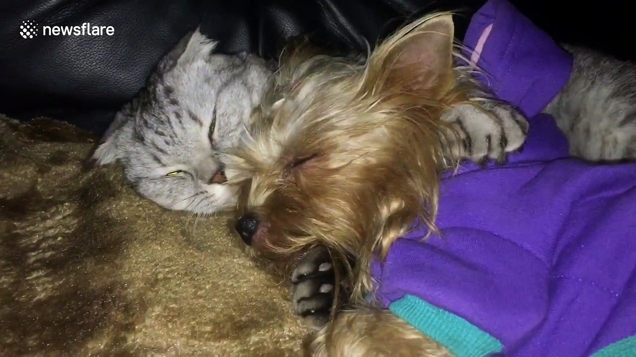 Netflix and chill? Cat and dog love watching TV together