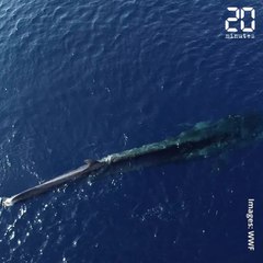 Amputée de sa queue, une baleine agonise en Méditerranée