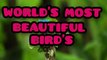 World's most beautiful birds