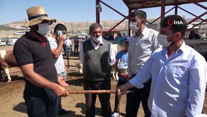 Kurbanlık pazarlığında tokalaşma sopaları kırıldı