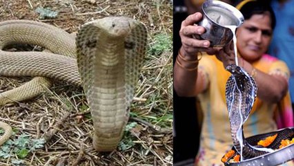 Nag Panchami 2020: नाग पंचमी के दिन जरूर करें इन में से कोई एक उपाय | Nag Panchami Upaay | Boldsky