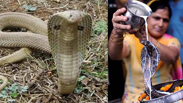 Nag Panchami 2020: नाग पंचमी के दिन जरूर करें इन में से कोई एक उपाय | Nag Panchami Upaay | Boldsky