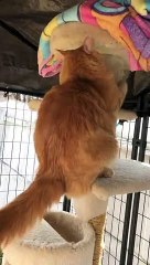 Quarantine Makes Cats Crazy