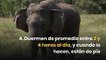 10 datos curiosos sobre los elefantes