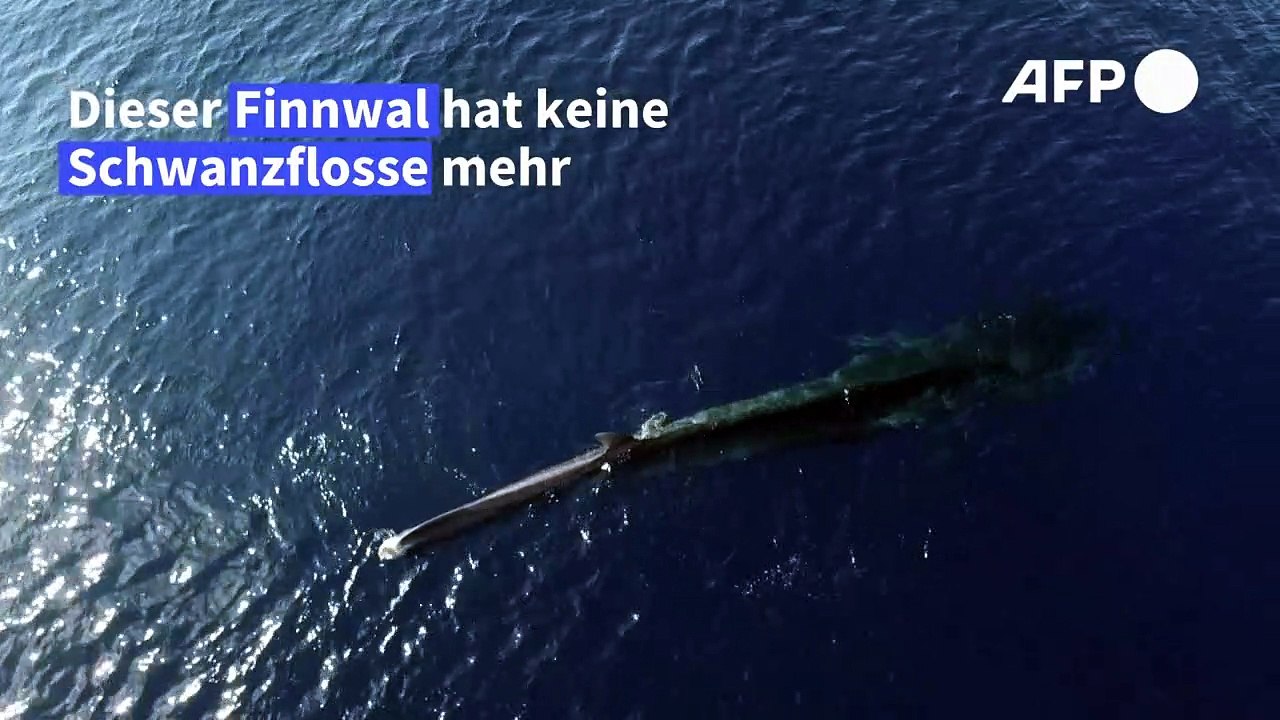 Ein Finnwal ohne Schwanzflosse