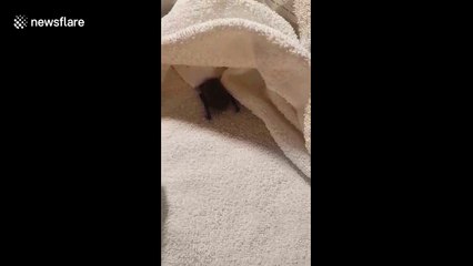 UK zoology student nurses baby bat found in a garden back to health