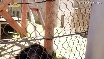 Chill Out! Lemurs & Chimps Beat the Heat by Snacking on Ice Pops
