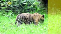 Cute, Critically Endangered Tiger Cub Explores Her New Home at Polish Zoo