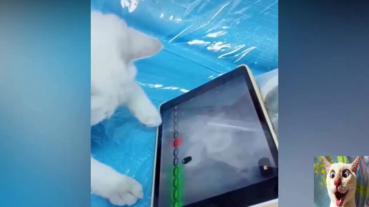 funny animals compilation 3