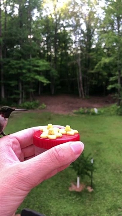 Feeding Hummingbirds by Hand