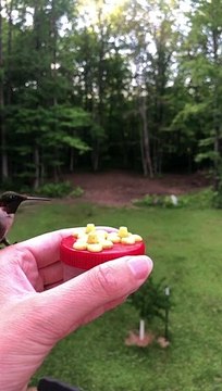Feeding Hummingbirds by Hand