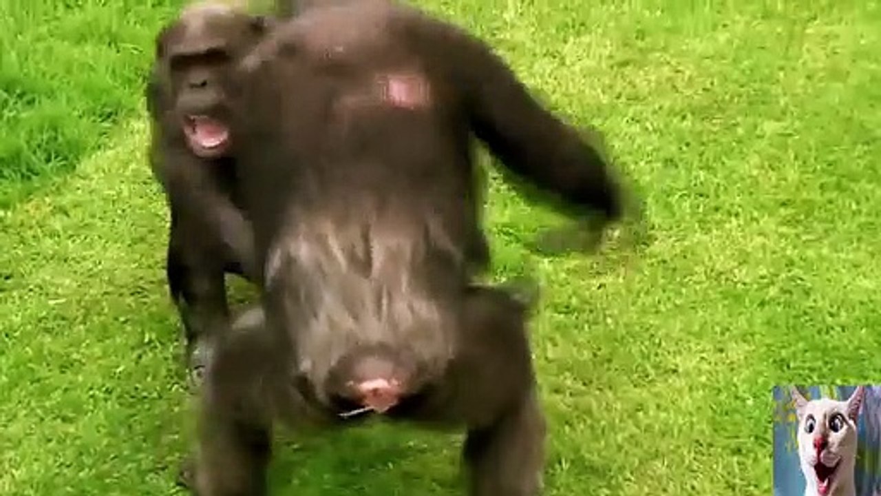 Funny animals compilation 4