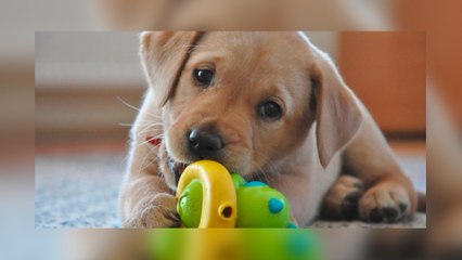Yavapai Humane Society on Planning Ahead for Your New Pet