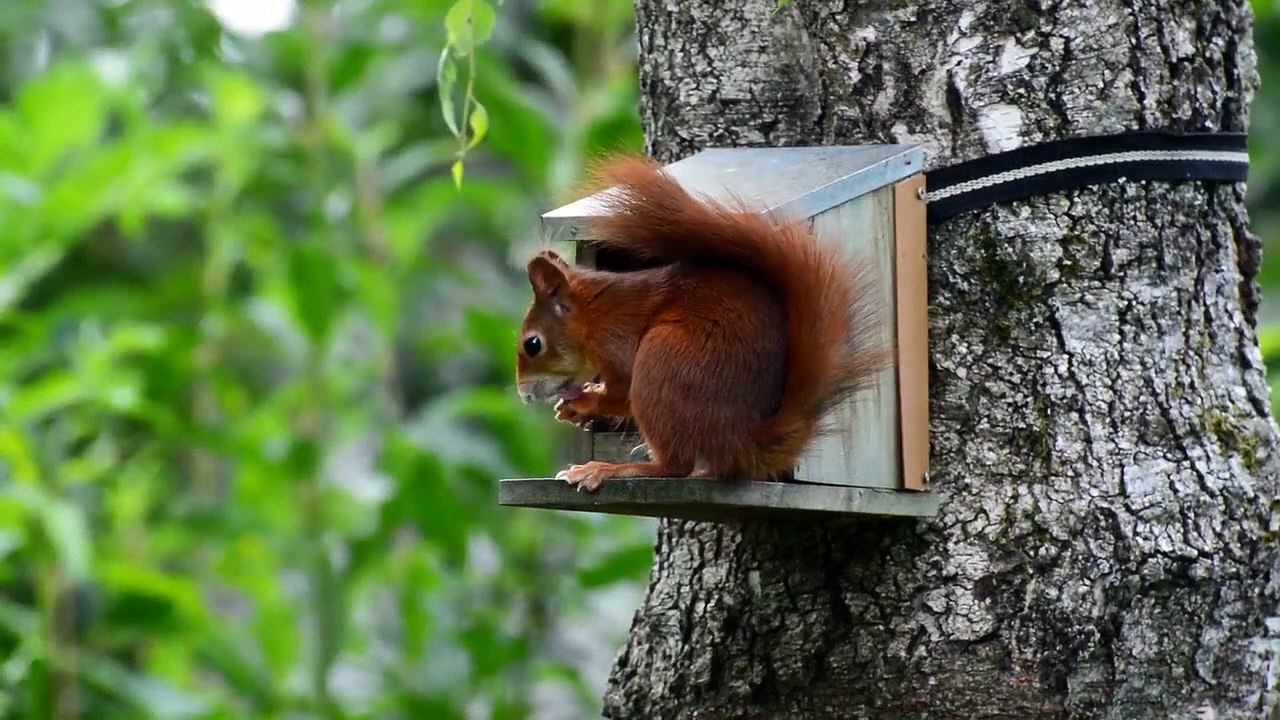Nature Beauty with animal Part 6