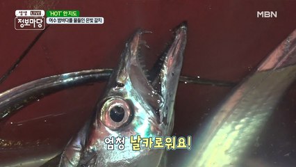 살아있는 갈치의 '이빨'을 조심하라!