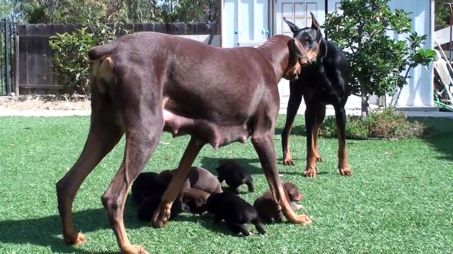 Ce papa Doberman n'aura jamais la garde des petits... maman en mode protectrice