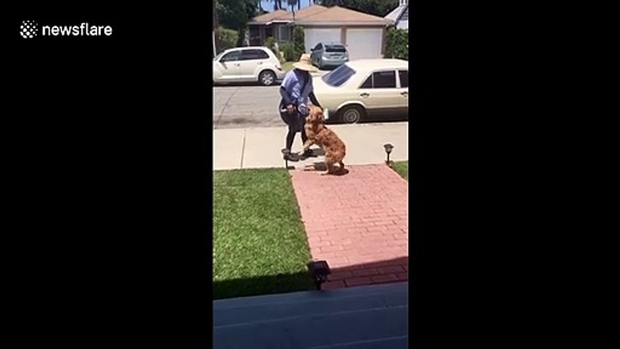 Pawsitive: Los Angeles dog decides to help deliver mail instead of biting postal worker