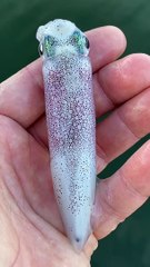 Mesmerizing Color Changing Squid