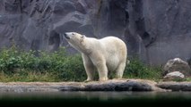 Los osos polares se podrían extinguir por el cambio climático antes de finalizar el siglo