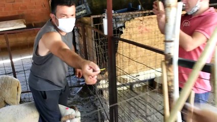 Kurbanlık pazarlığında tokalaşmayı 'tek kullanımlık' iple yapıyor - MUĞLA