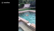 Silly puppy in San Diego chases his tail in the pool