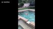 Silly puppy in San Diego chases his tail in the pool