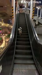 Dog Goes Up the Down Escalator