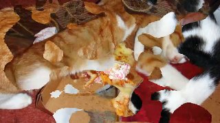 Slideshow Cat Ginger and Trisha Oct 13 2018