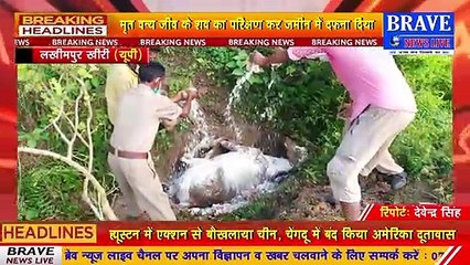 #Lakhimpur_Khiri : ब्लेड वाले तारों में उलझ कर घायल हुए वन्य जीव की मौत, समय से नहीं पहुंचे वनकर्मी व पशु चिकित्सक | BRAVE NEWS LIVE