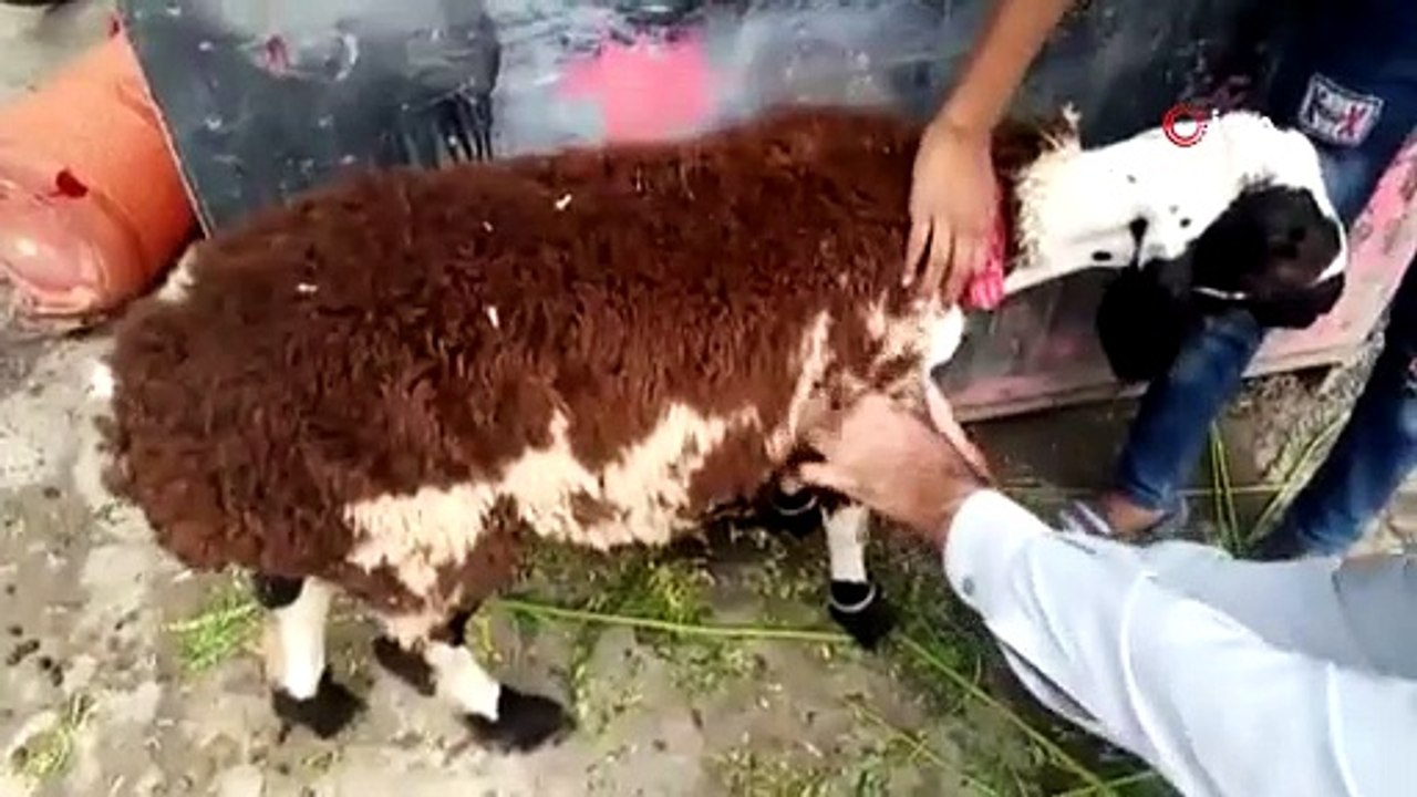 Üzerine koyun yünü yapıştırılan keçiyi kurbanlı...