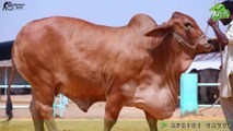 Afridi Cattle Farm Cow 2020