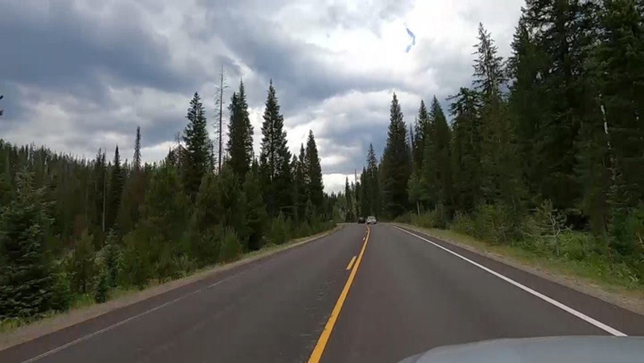 Pandemic lockdown spared millions of animals lives