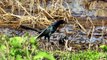 Beautiful Boat Tailed Grackle