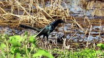 Beautiful Boat Tailed Grackle