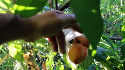 Probando Duraznos Varon Rojo (Red Baron)