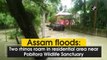 Assam floods: Two rhinos roam in residential area near Pobitora Wildlife Sanctuary