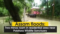 Assam floods: Two rhinos roam in residential area near Pobitora Wildlife Sanctuary