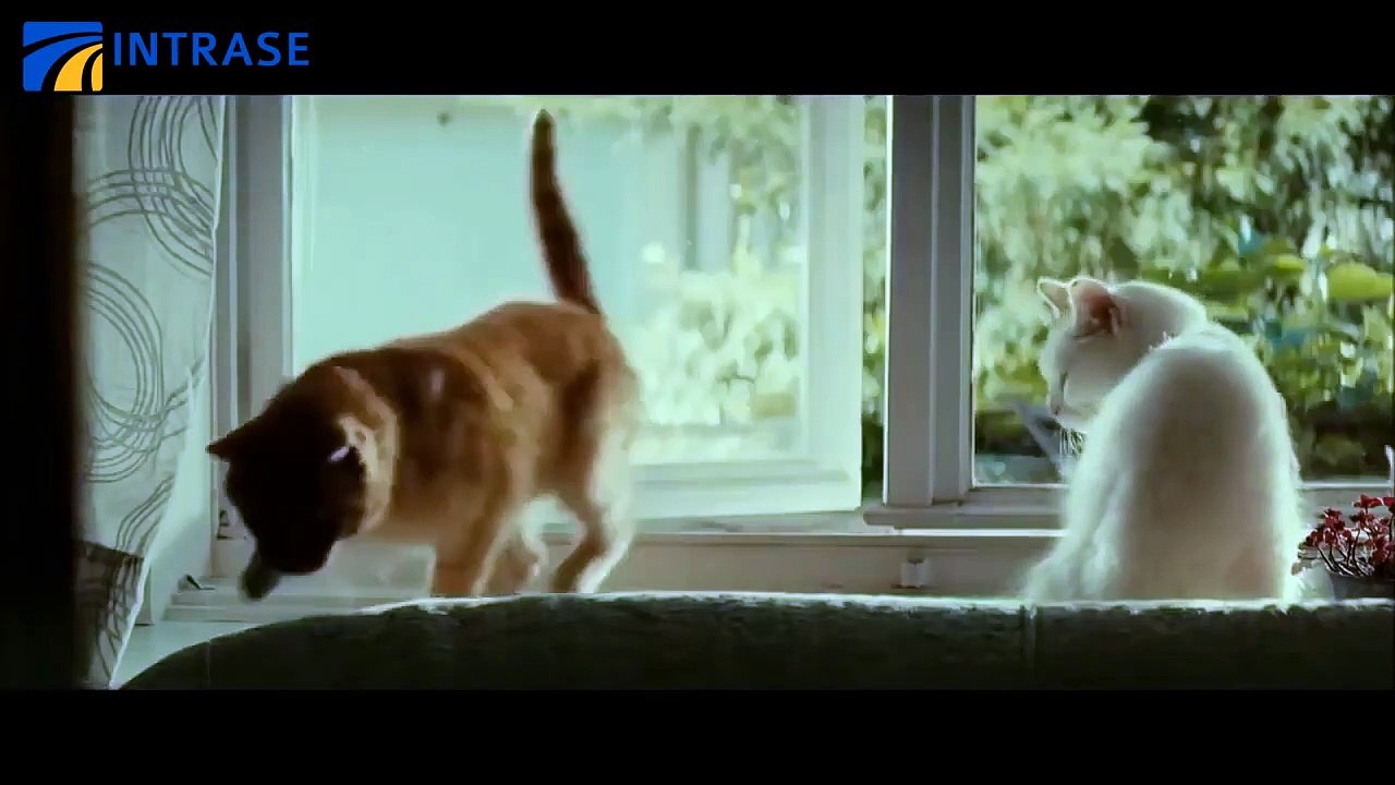 Khi lũ mèo thống trị thế giới