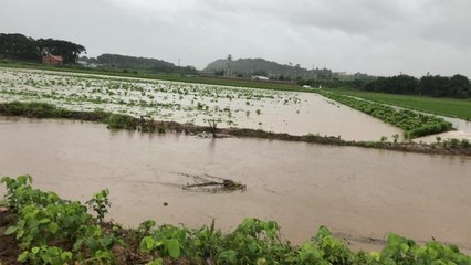 농경지 침수·토사 유출...전북도 폭우 피해 / YTN