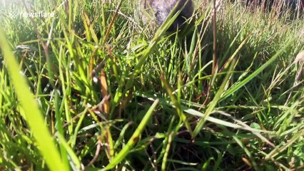 Curious baby hedgehog gets up close and personal with wildlife photographer