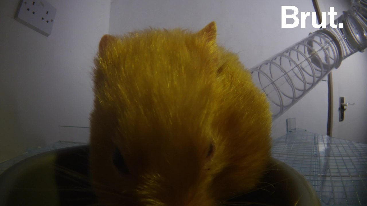 How do rodents store their food?