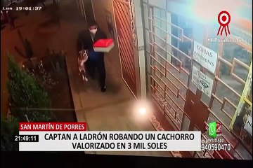 SMP: cámara de seguridad registra el robo de una mascota