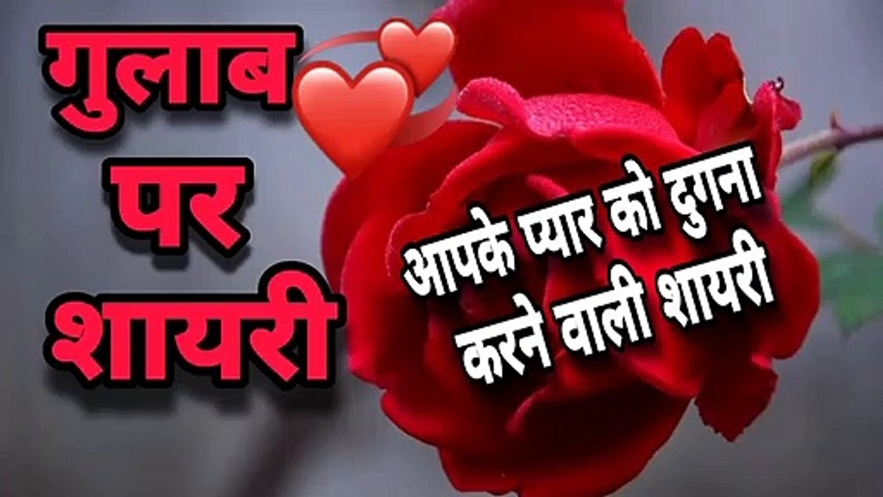 Rose shayari - love shayari - romantic shayari -love shayari status