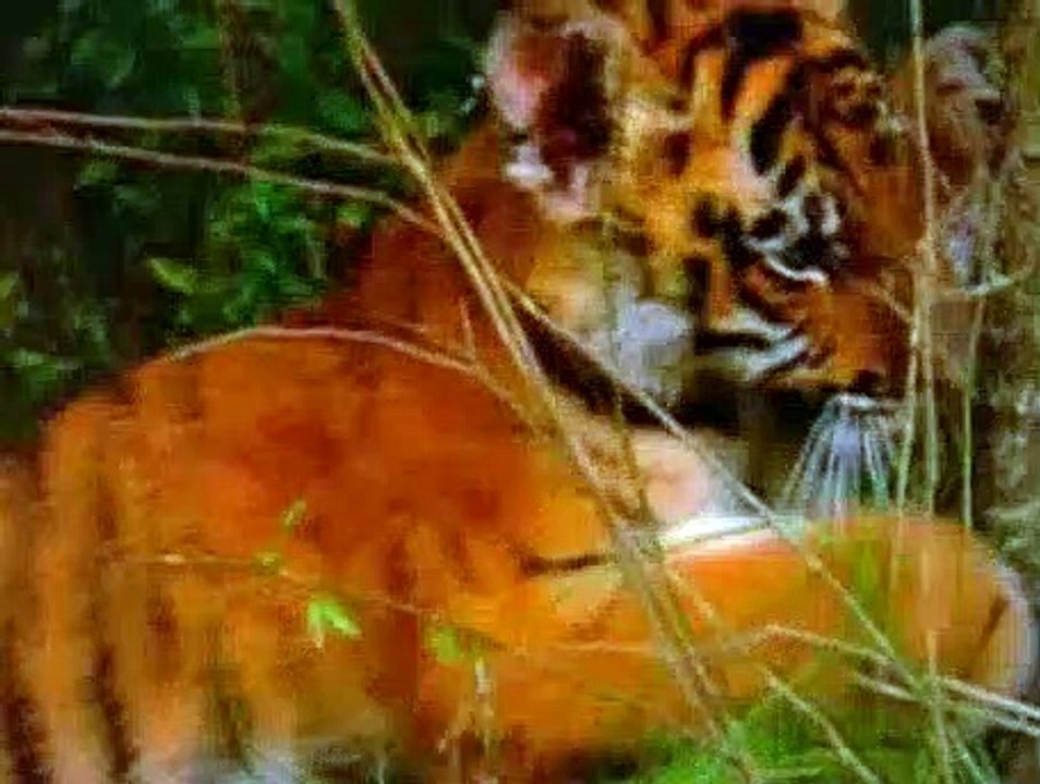 Baby Einstein S01E18 Baby Noah Animal Expedition video Dailymotion