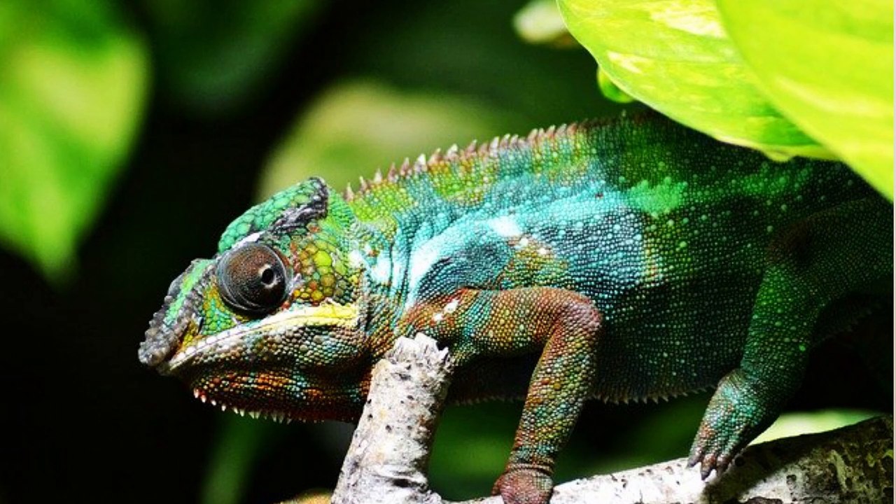 What Lizards Can Live Together?