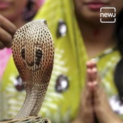 Naga Panchami : A Day Of Traditional Worship Of Snakes