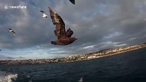 Seabird takes bite at cameraman trying to film it from boat in Mossel Bay, South Africa